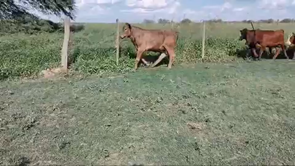 Lote 90 Terneros en Pirané, Formosa