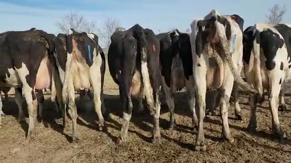 Lote Est. Don Osvaldo - Produccion