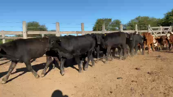 Lote 140 Terneros/as en Gral. San Martín, Chaco