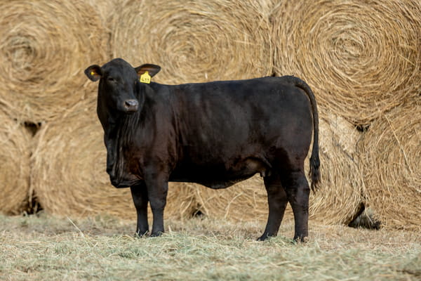 Lote Reproductores Altohondo - Lote 3