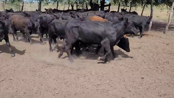 Lote 60 Terneros en Entre Ríos, Villaguay