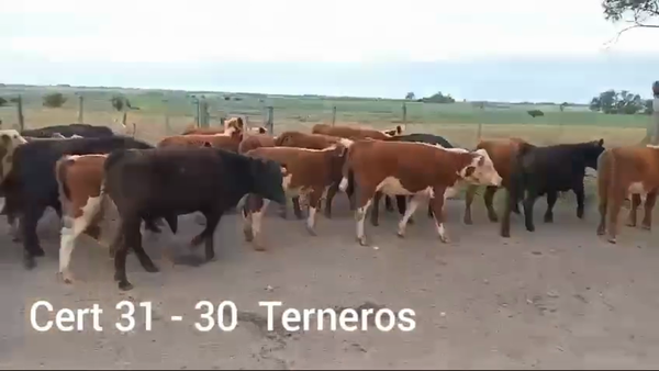 Lote TERNEROS