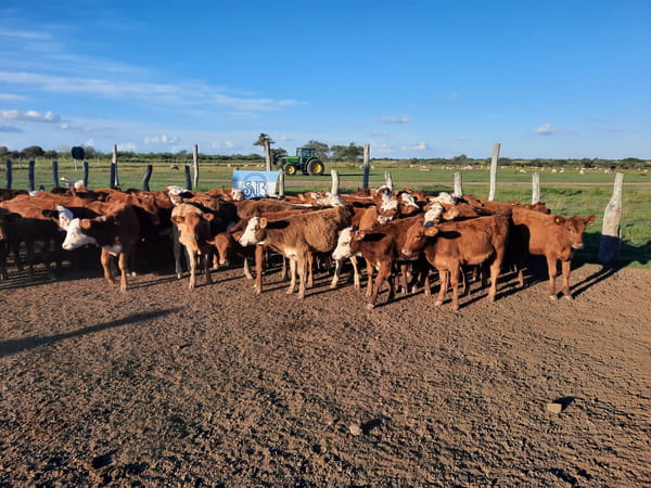 Lote SAENZ VALIENTE, BULLRICH Y Cia. S.A.