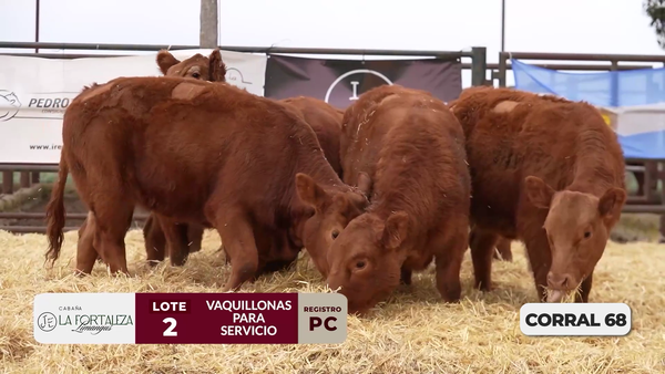 Lote VAQUILLONAS PC PARA SERVICIO