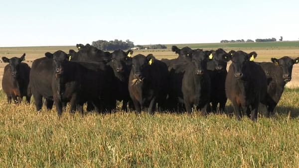 Lote VACAS  ANGUS NEGRAS   P. CONTROLADAS C/ GTIA DE PREÑEZ