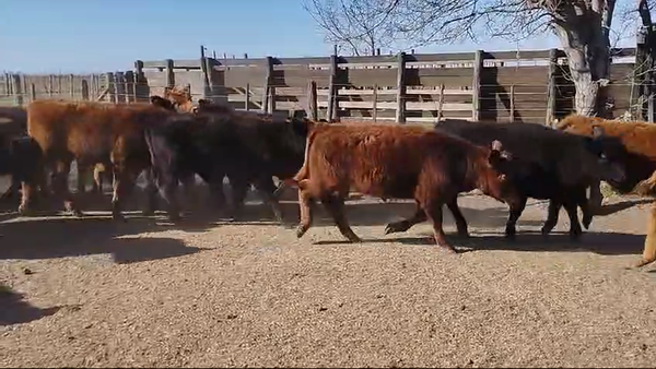 Lote 60 TERNS MACHOS, HENDERSON, PCIA. DE BUENOS AIRES