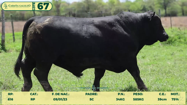 Lote LOTE 67