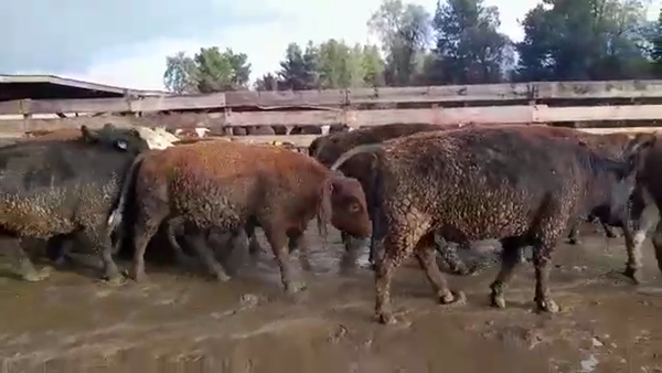 Lote 20 Novillo Gordo en Los Ángeles, VIII Región Biobío