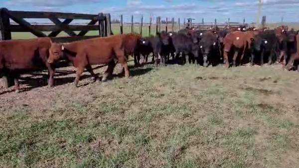 Lote 60 TERNS. MACHOS Y HEMBRAS, RANCHOS, BS. AS.