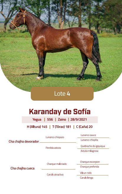 Lote LOTE 4