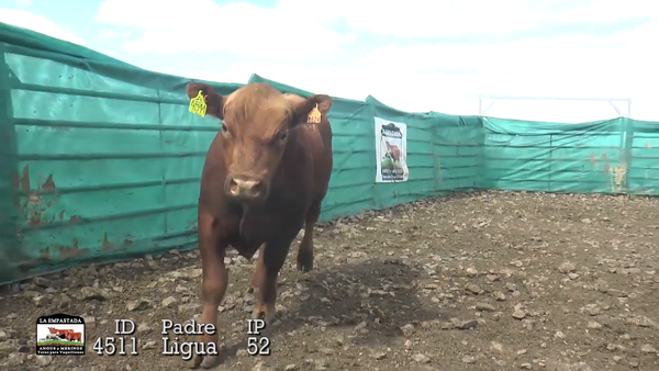 Lote Lote 4
