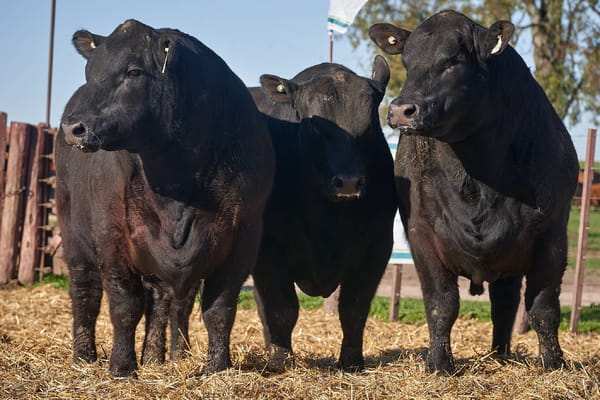 Lote "TRES MOLINOS" TOROS P.C