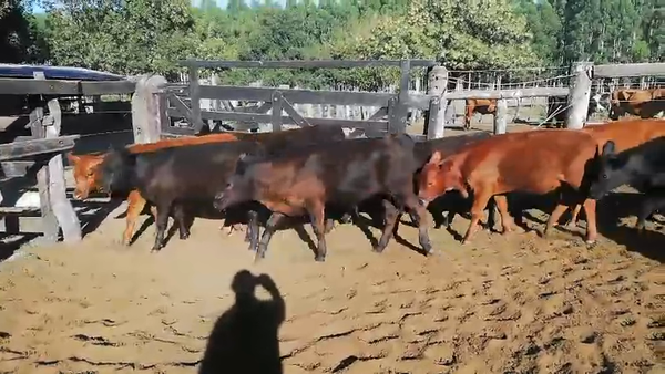 Lote 69 Terneros/as en Concordia, Entre Ríos