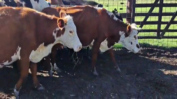 Lote 24 Vacas CUT con cría