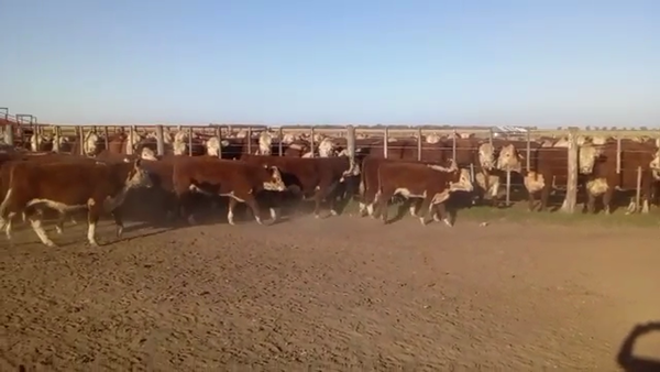 Lote 110 TERNS. MACHOS, LINCOLN, PCIA. DE BS. AS.