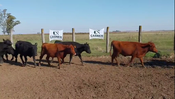 Lote 46 Vacas nuevas Preñadas