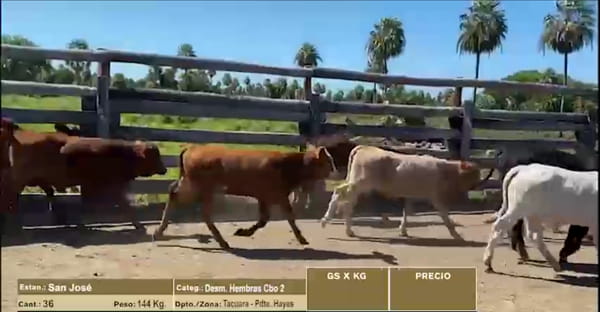 Lote LOTE 30 - 36 DESMAMANTES HEMBRAS CBO 2