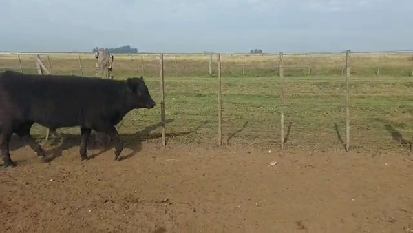 Lote 65 Terneros en Tapalqué, Buenos Aires