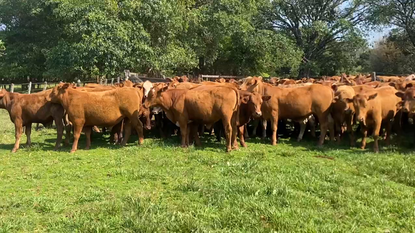 Lote 95 Novillos en San Carlos, Corrientes