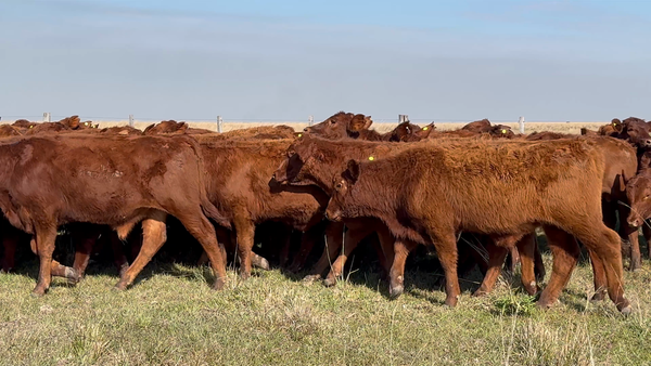 Lote 70 Terneros en Corrientes, Chavarría