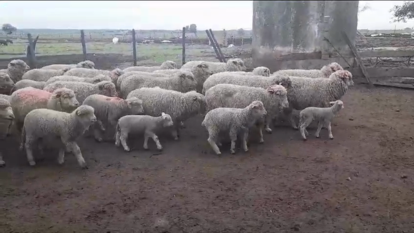 Lote (Vendido)50 Piezas de cría IDEAL en NUEVA PALMIRA