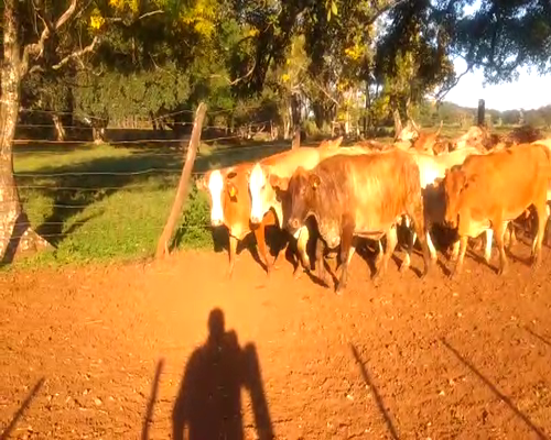 Lote 50 Vacas CUT  en Virasoro, Corrientes