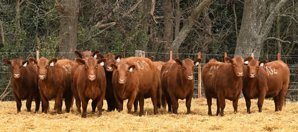 Lote VAQUILLONAS ANGUS PC OTOÑO