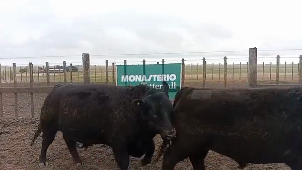 Lote Toros