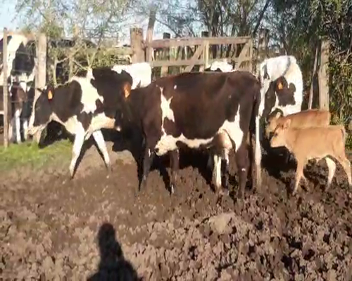Lote 5 Vaquillonas  HOLANDO 400kg - , San José