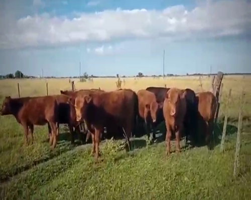 Lote 10 Terneros en Brandsen, Buenos Aires