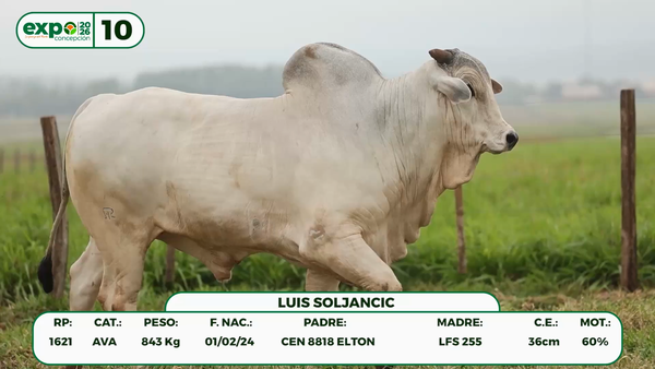 Lote Machos, Concepción