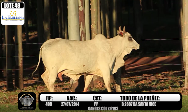 Lote LOTE PREÑEZ 48 RP LA EMILIANA 498