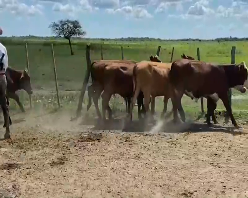 Lote 48 Novillos en Esquina, Corrientes