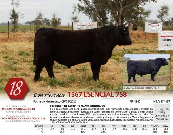 Lote TORO