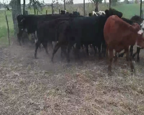 Lote 27 Terneros/as en Villaguay, Entre Ríos