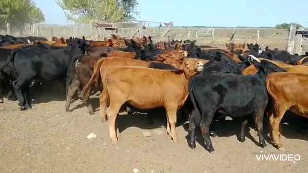 Lote 75 Terneros/as en Magdalena, Buenos Aires