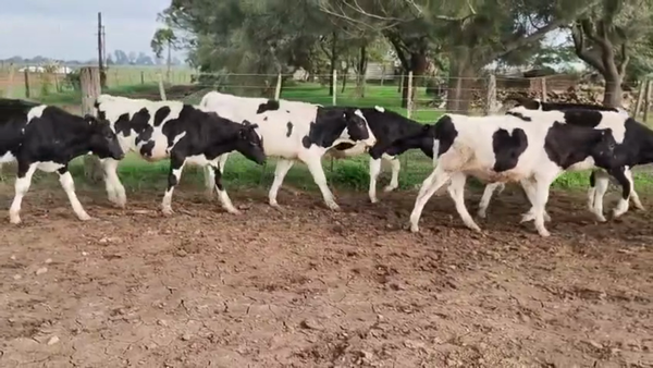Lote 30 Novillitos Holando Argentino en Brinkmann, Córdoba