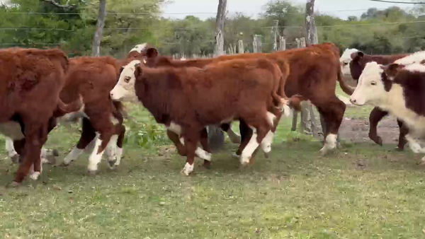 Lote 100 Terneros/as