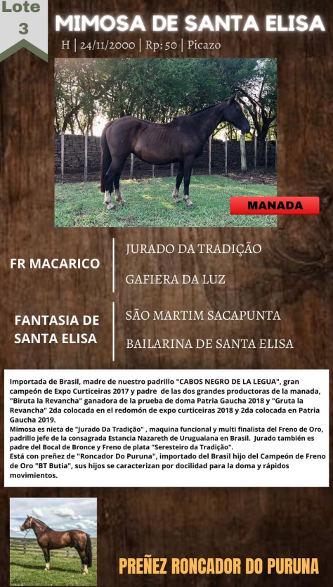 Lote MIMOSA DE SANTA ELISA