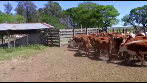 Lote 80 Terneros en Goya, Corrientes