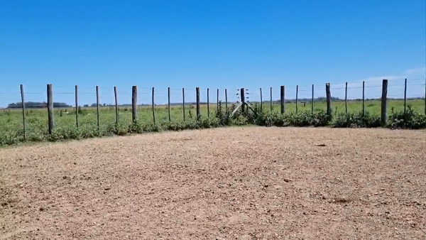 Lote 23 Terneros en Brandsen, Buenos Aires