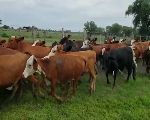 Lote 68 Novillitos en Empedrado, Corrientes