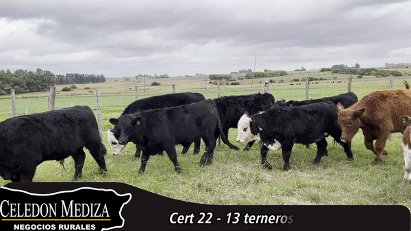 Lote 13 Terneros en Colonia