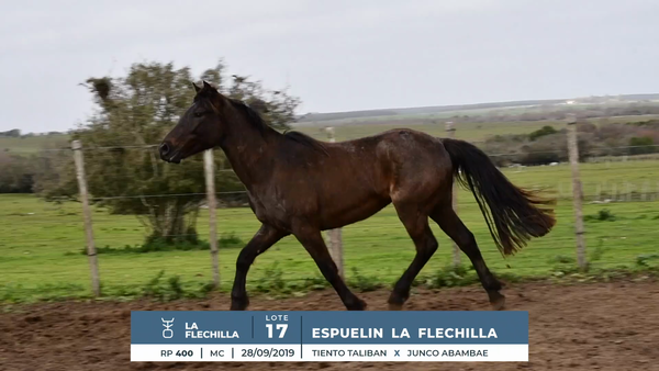 Lote ESPUELIN LA FLECHILLA
