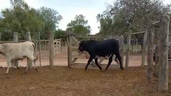 Lote 180 Novillos en Juan José Castelli, Chaco