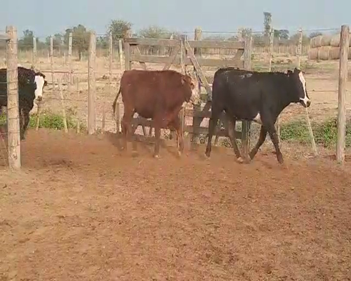 Lote 80 Novillitos en Tintina, Santiago del Estero