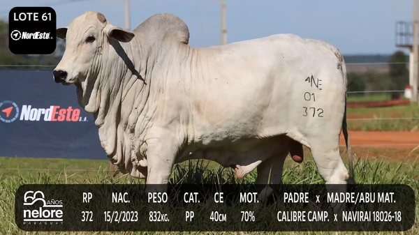 Lote LOTE 61