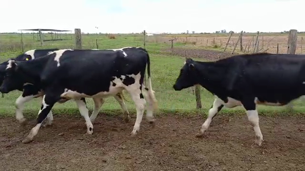 Lote Vaquillonas Para Entorar- Alberto Fassi