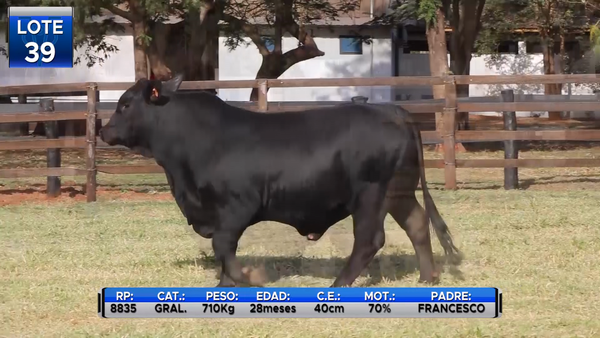 Lote TOROS BRANGUS  -LOTE 39