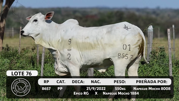 Lote LOTE 76